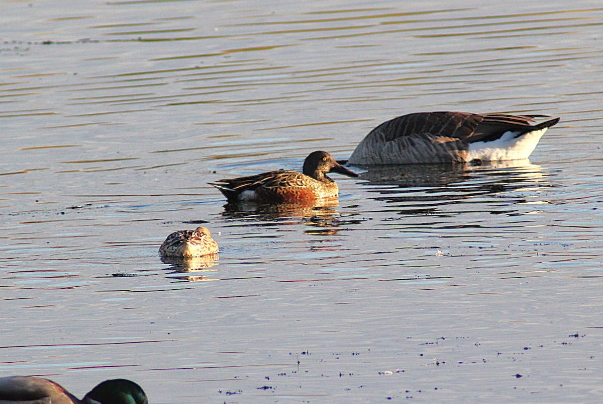 Canard souchet - ML643986784
