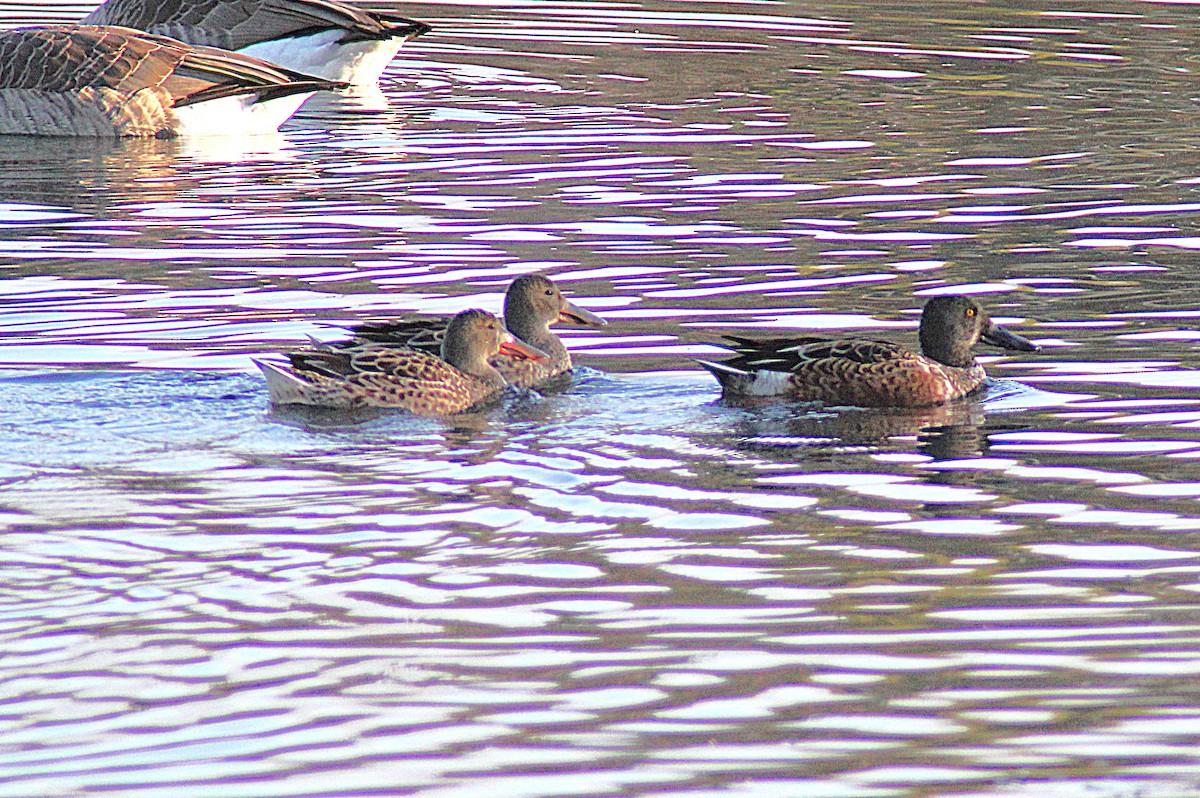 Canard souchet - ML643986785