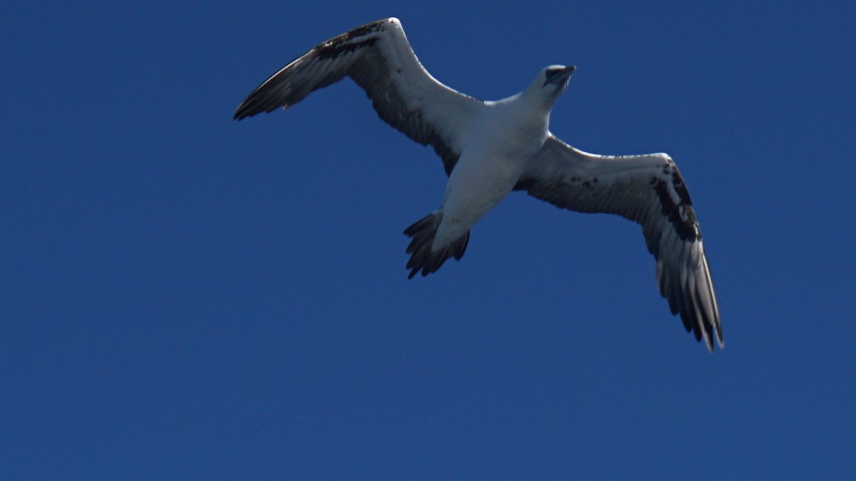 Northern Gannet - ML643986820