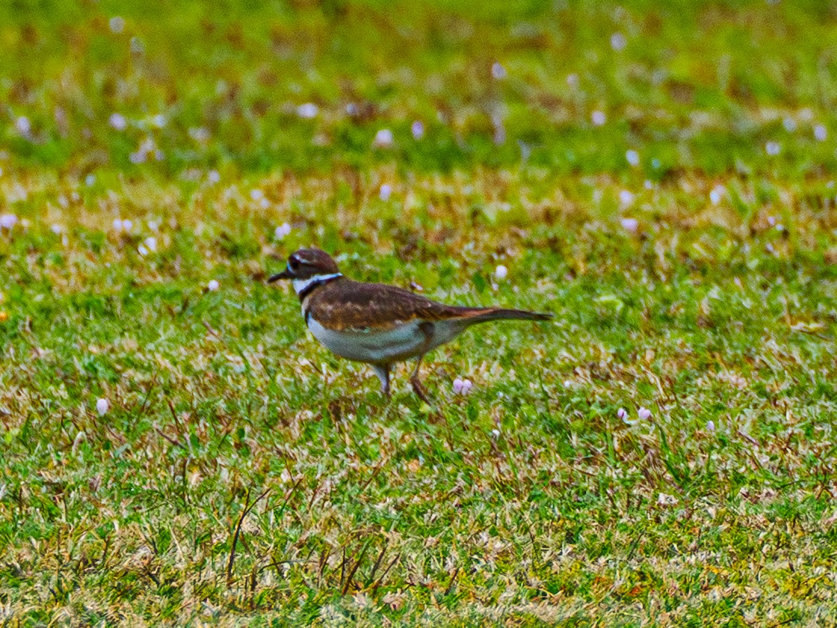 Killdeer - ML643986821