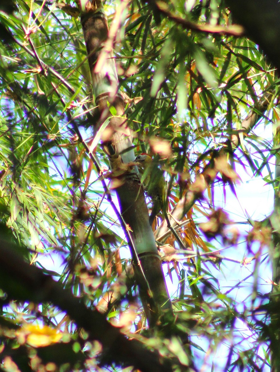 Laced Woodpecker - ML643986832