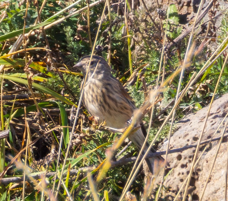 Eurasian Linnet - ML643986857