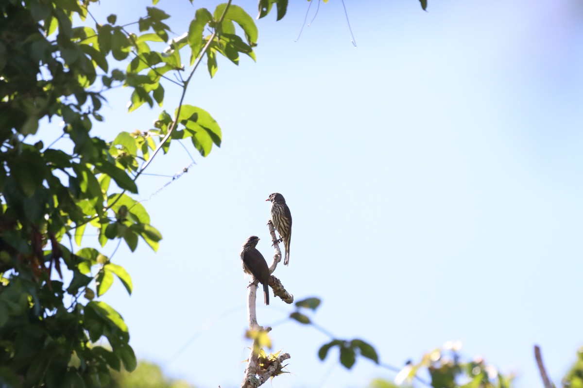 Palmchat - ML643986870