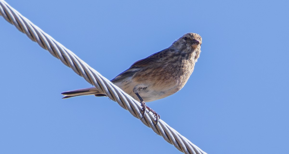 Eurasian Linnet - ML643986872