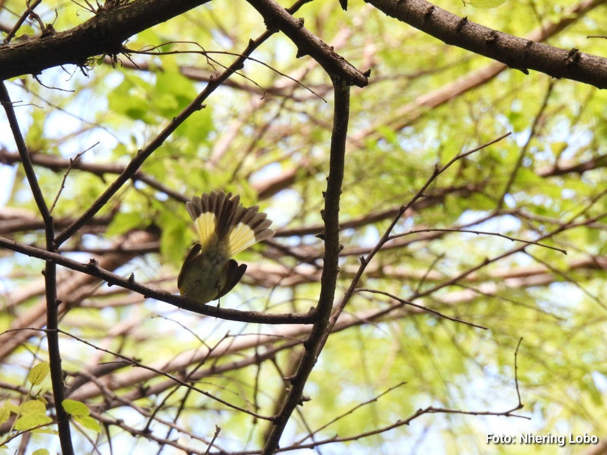 American Redstart - ML643986886