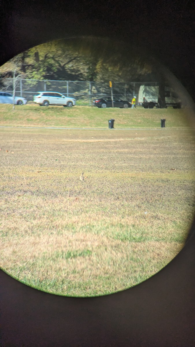 Lerchenstärling - ML643986904