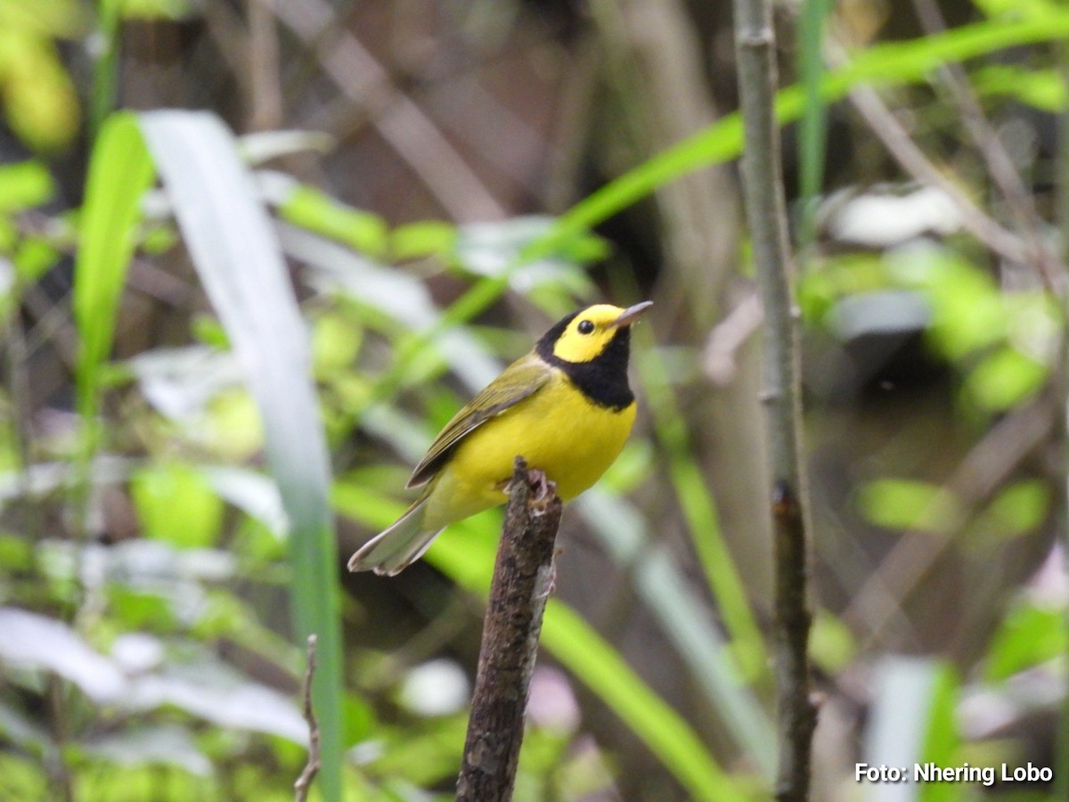Hooded Warbler - ML643986910