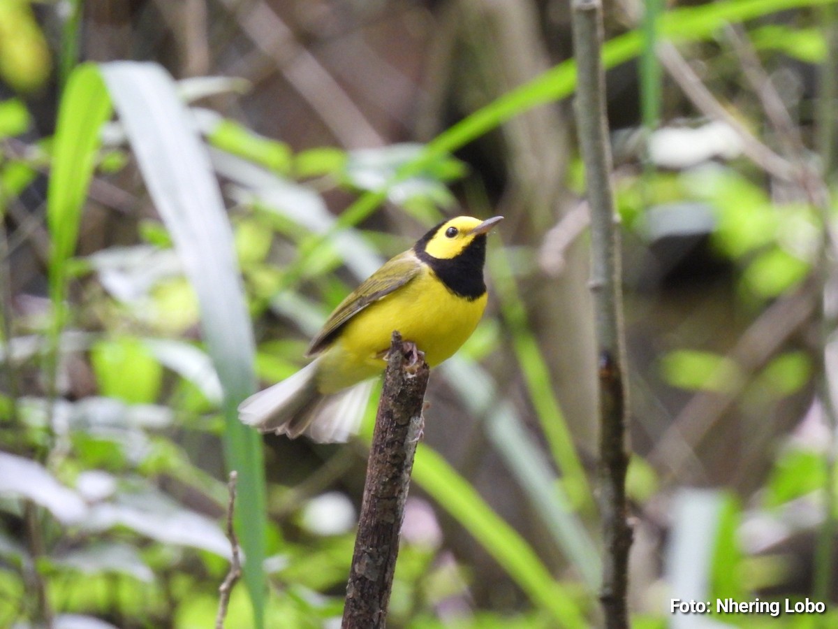 Hooded Warbler - ML643986911