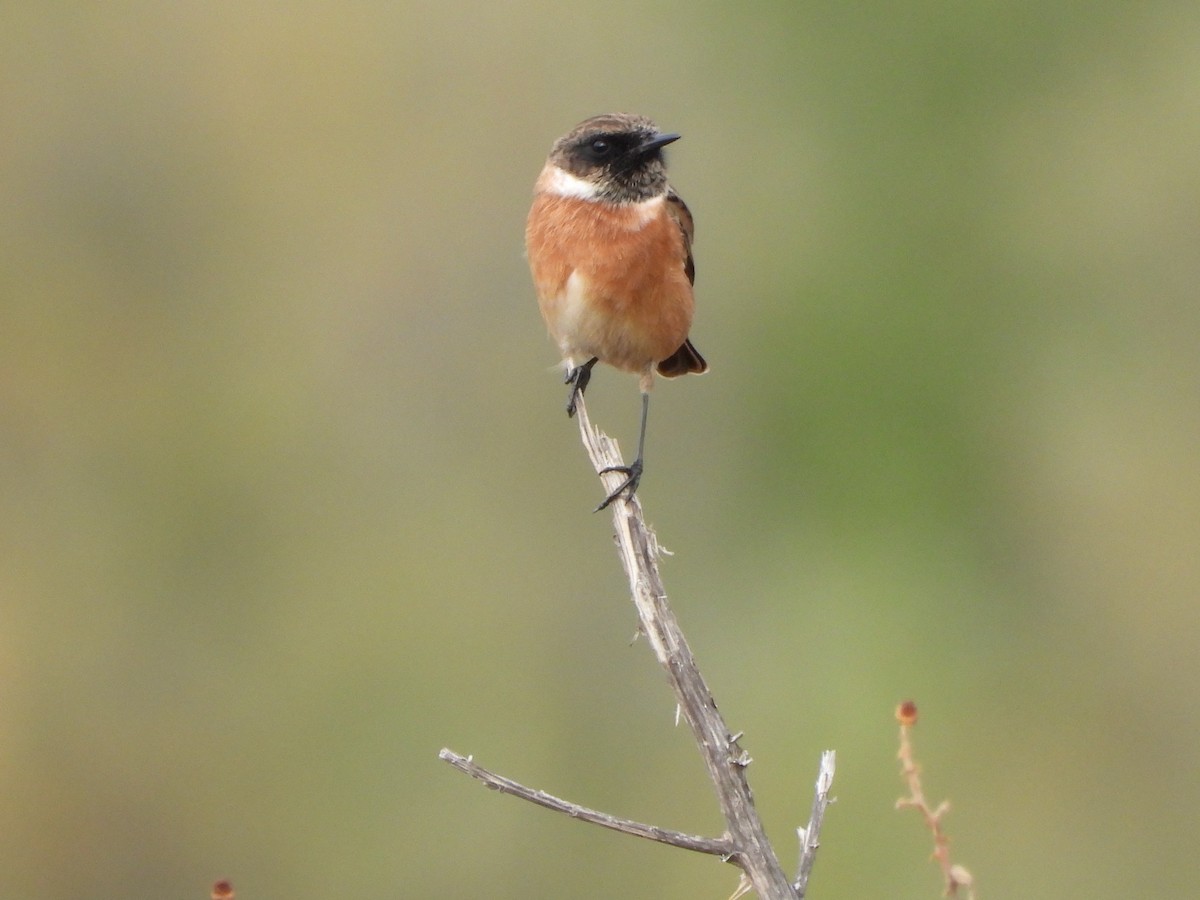 European Stonechat - ML643986917