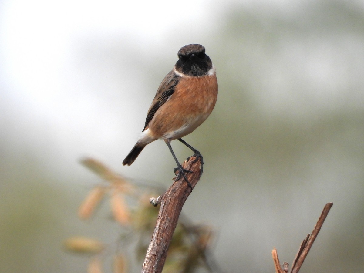 European Stonechat - ML643986918
