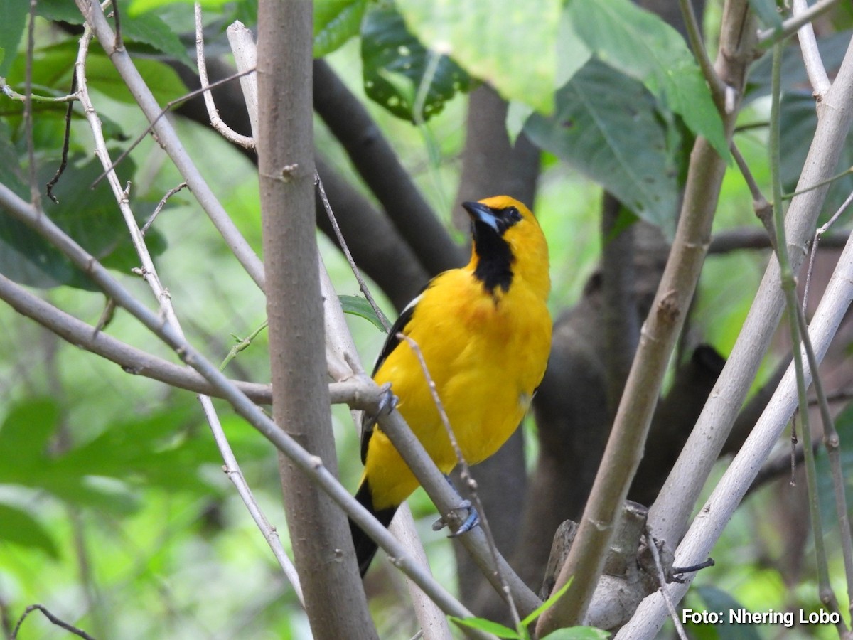 Streak-backed Oriole - ML643986919