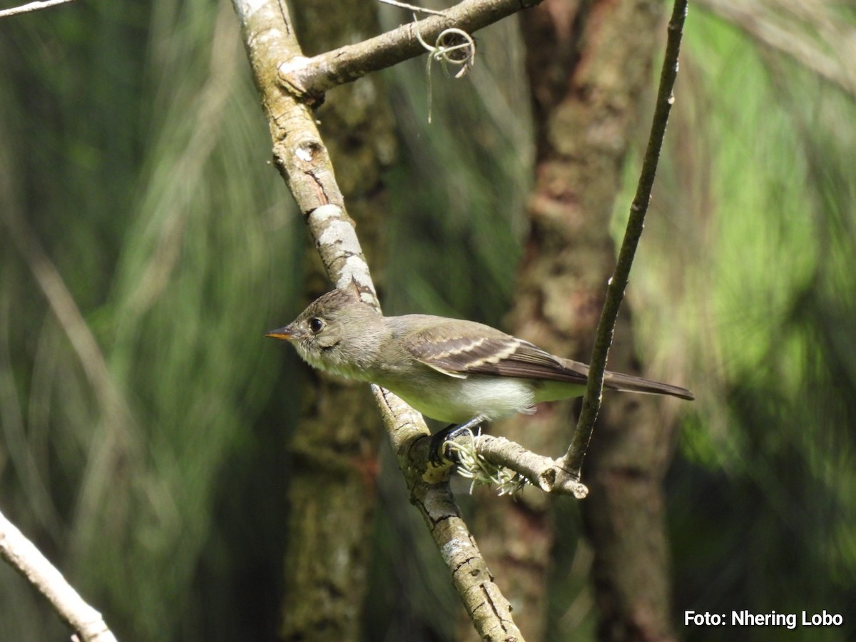 Eastern Wood-Pewee - ML643986939