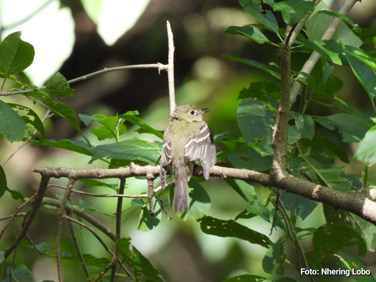 Yellow-bellied Flycatcher - ML643986947