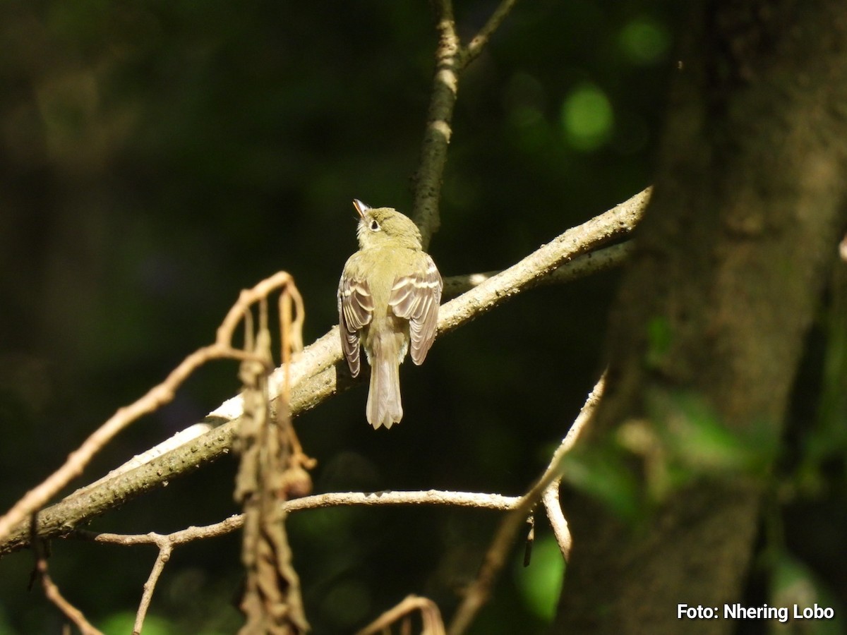 Yellow-bellied Flycatcher - ML643986948
