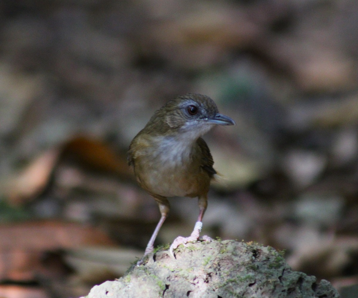 Abbott's Babbler - ML643986953