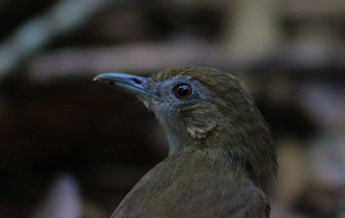 Abbott's Babbler - ML643986955