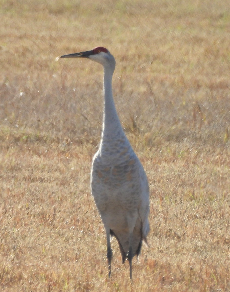 Sandhill Crane - ML643986984