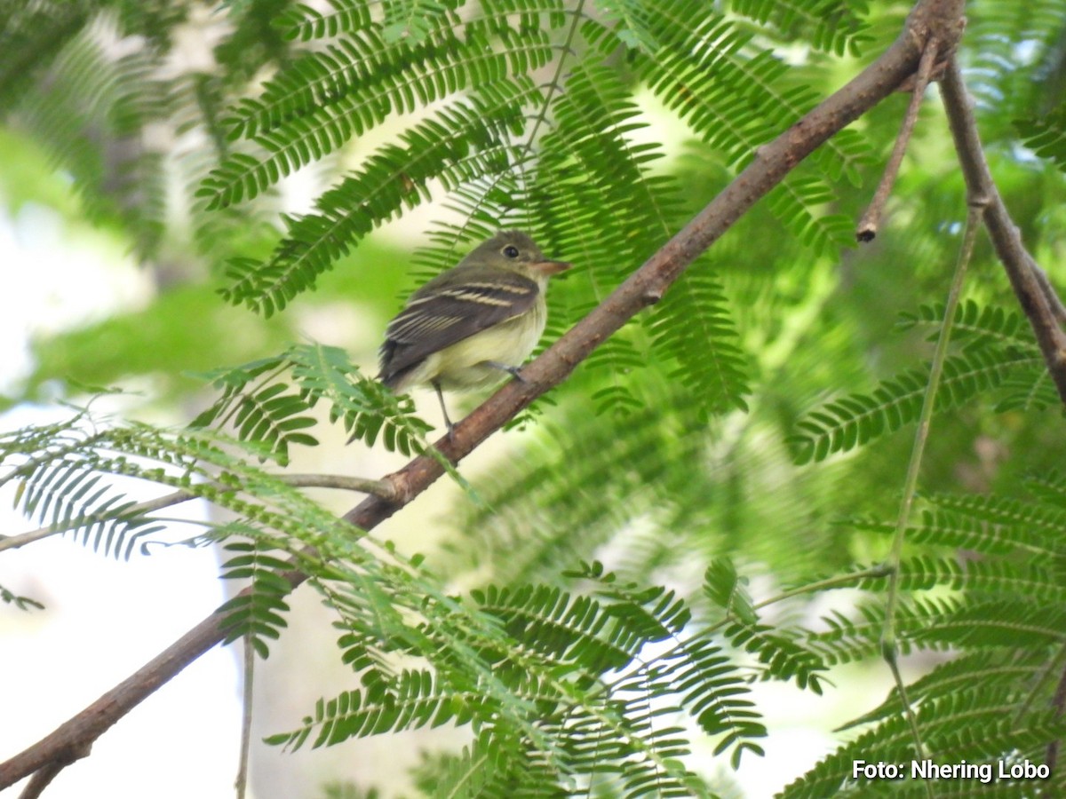 Acadian Flycatcher - ML643986986