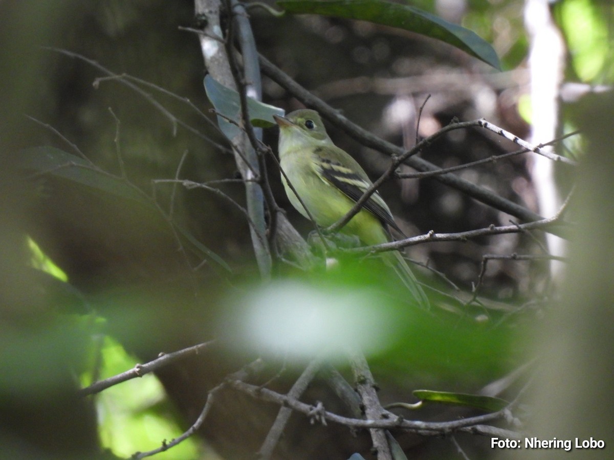 Acadian Flycatcher - ML643986987