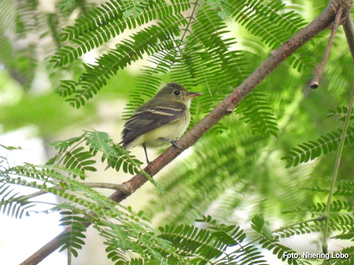 Acadian Flycatcher - ML643986988