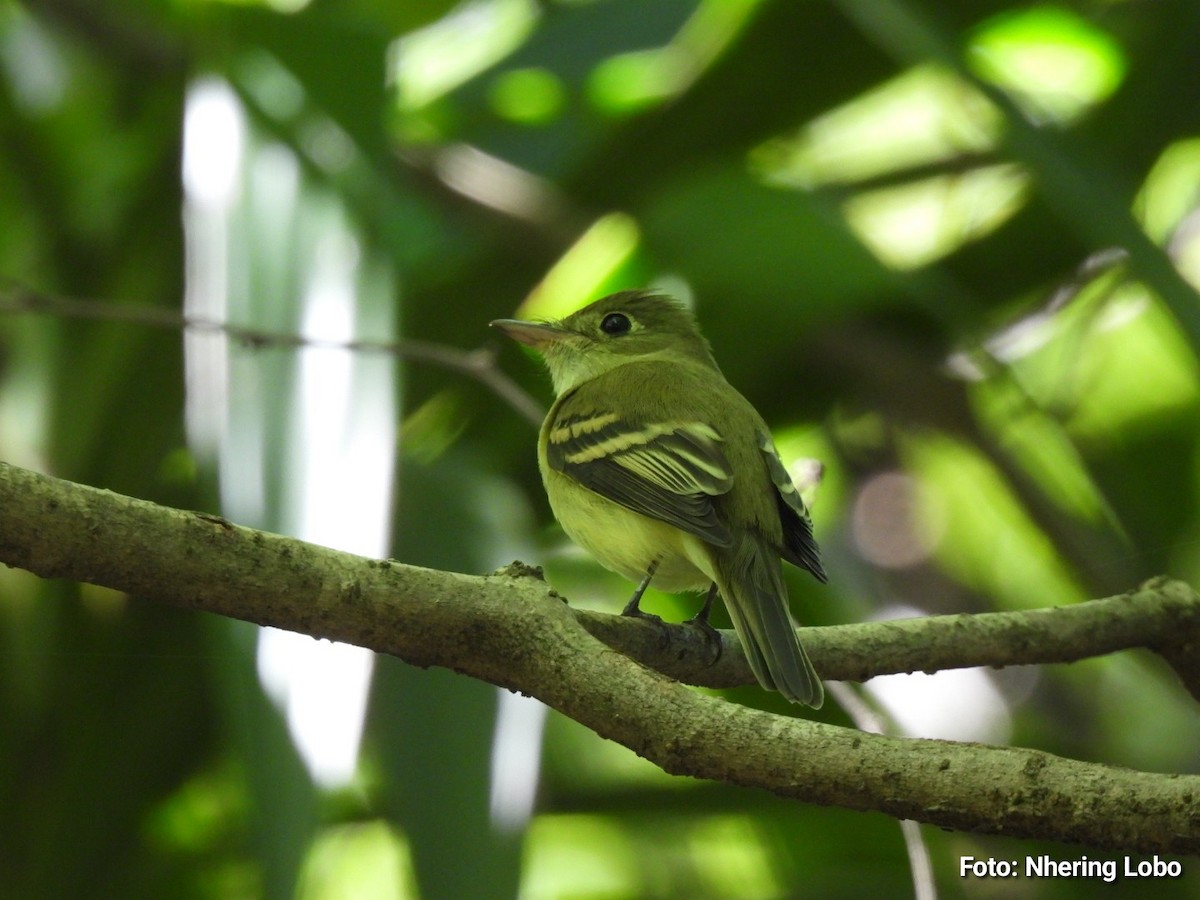 Acadian Flycatcher - ML643986989