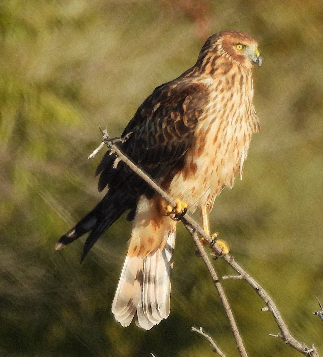 Northern Harrier - ML643987010