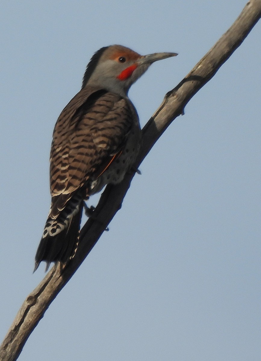 Northern Flicker - ML643987016