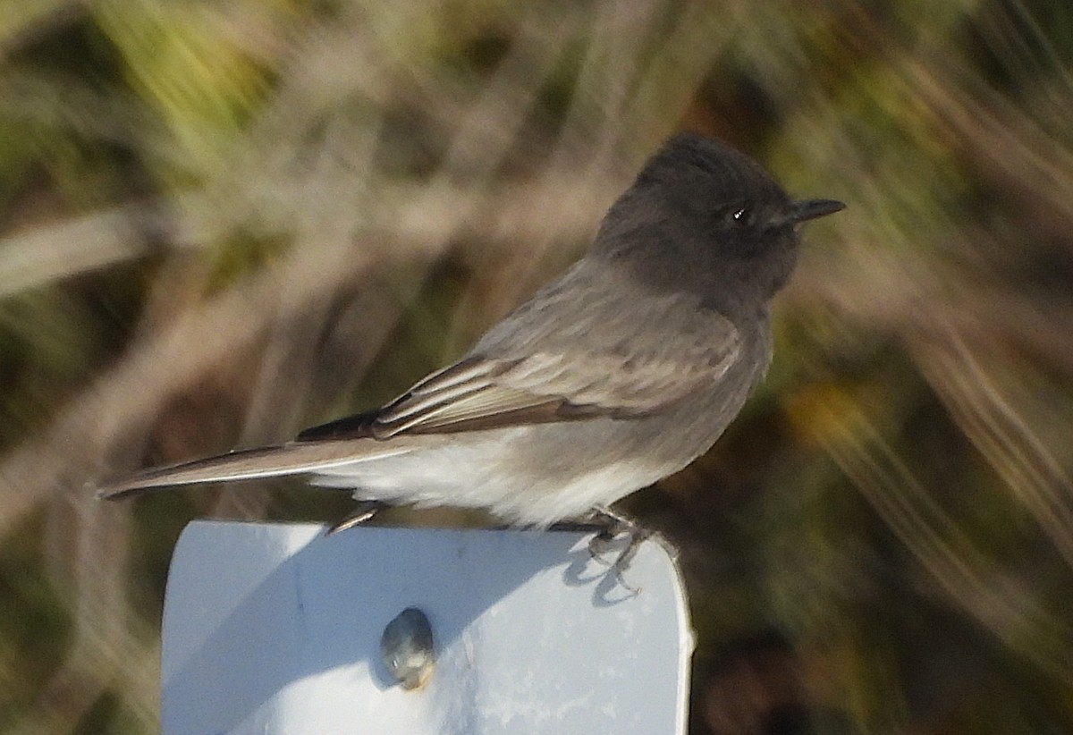 Black Phoebe - ML643987021