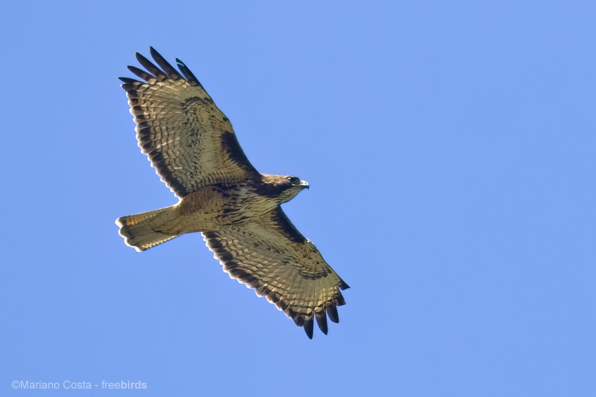 Rufous-tailed Hawk - ML643987066