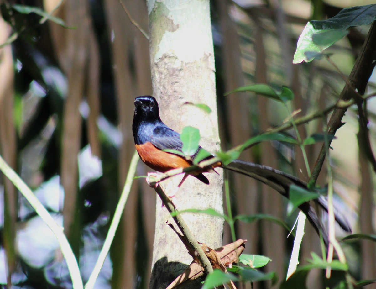 White-rumped Shama - ML643987068