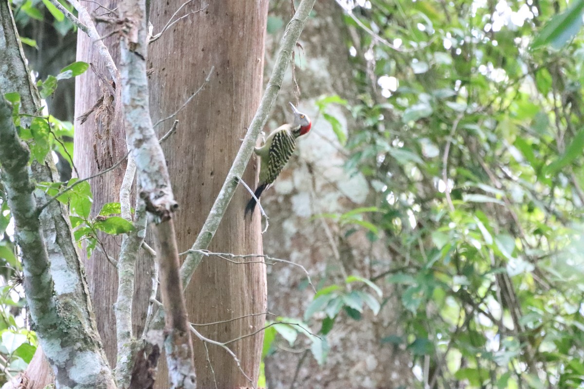 Hispaniolan Woodpecker - ML643987080