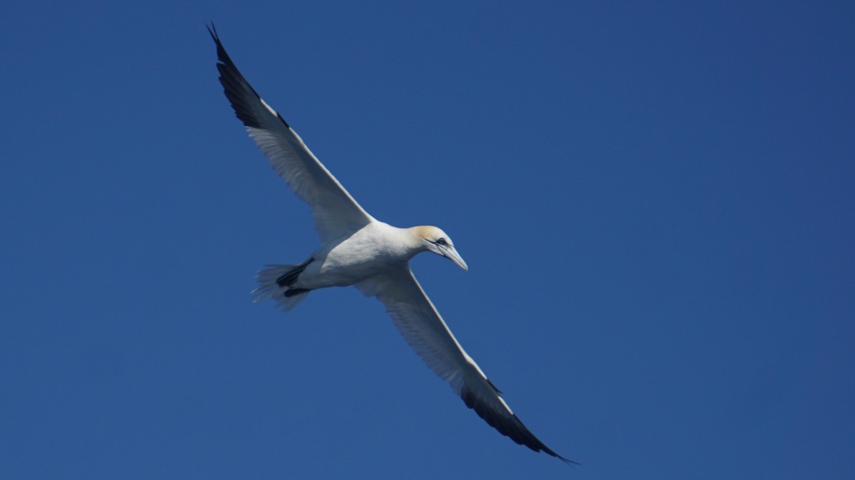 Northern Gannet - ML643987137