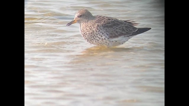 Surfbird - ML643987140