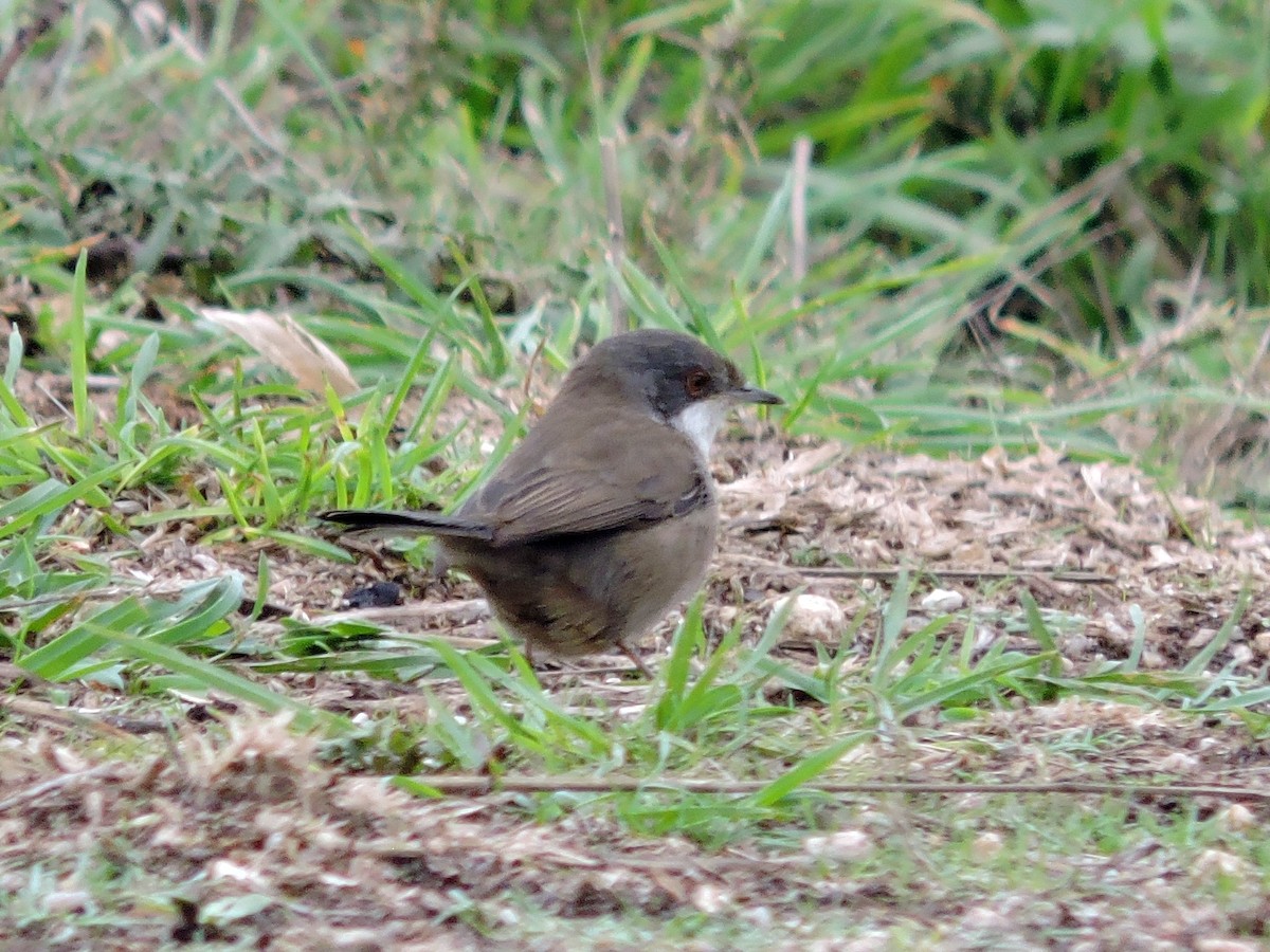 Sardinian Warbler - ML643987156