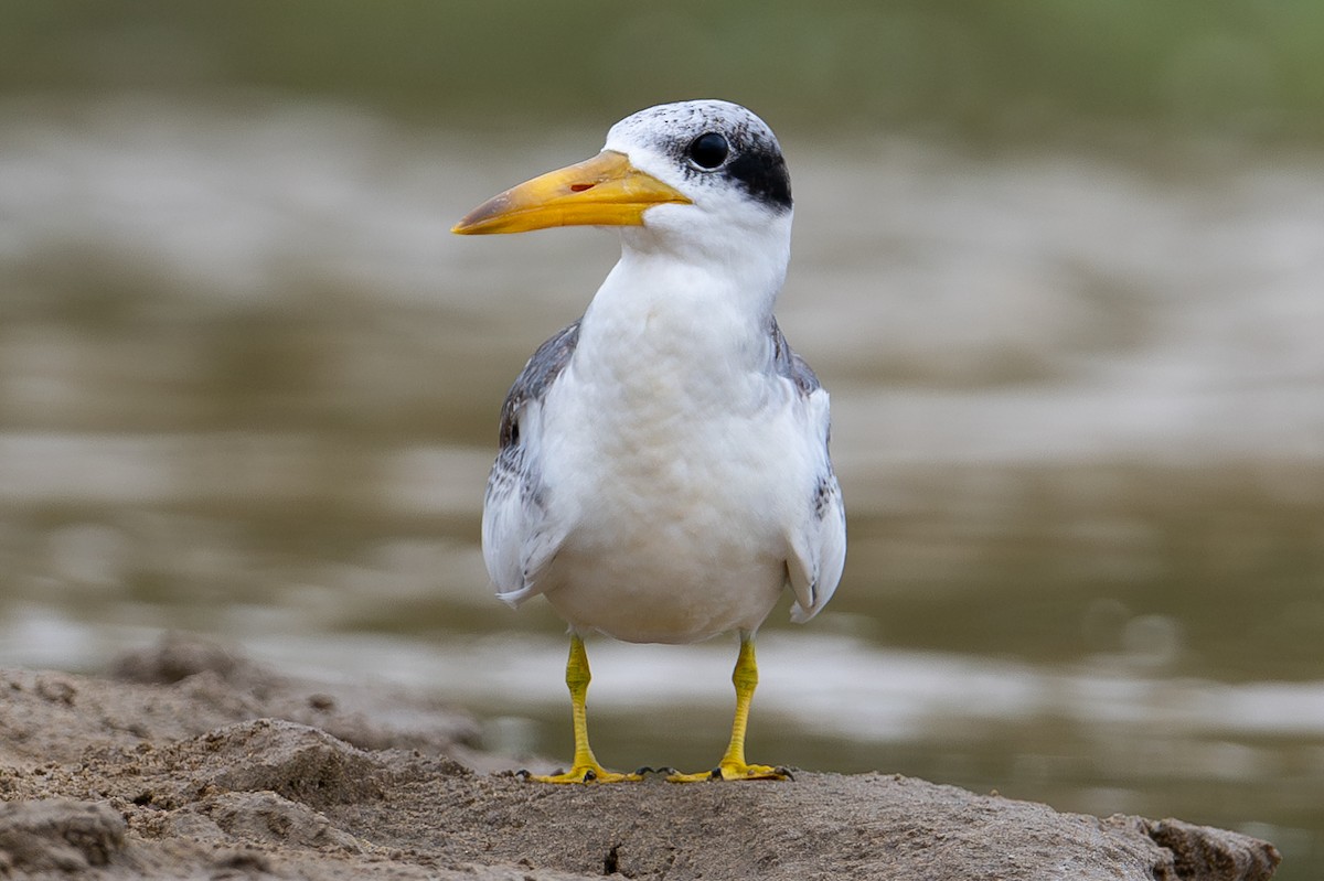Large-billed Tern - ML643987157