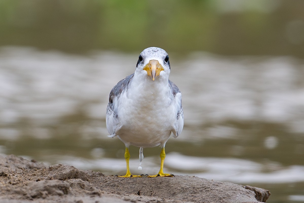 Large-billed Tern - ML643987158