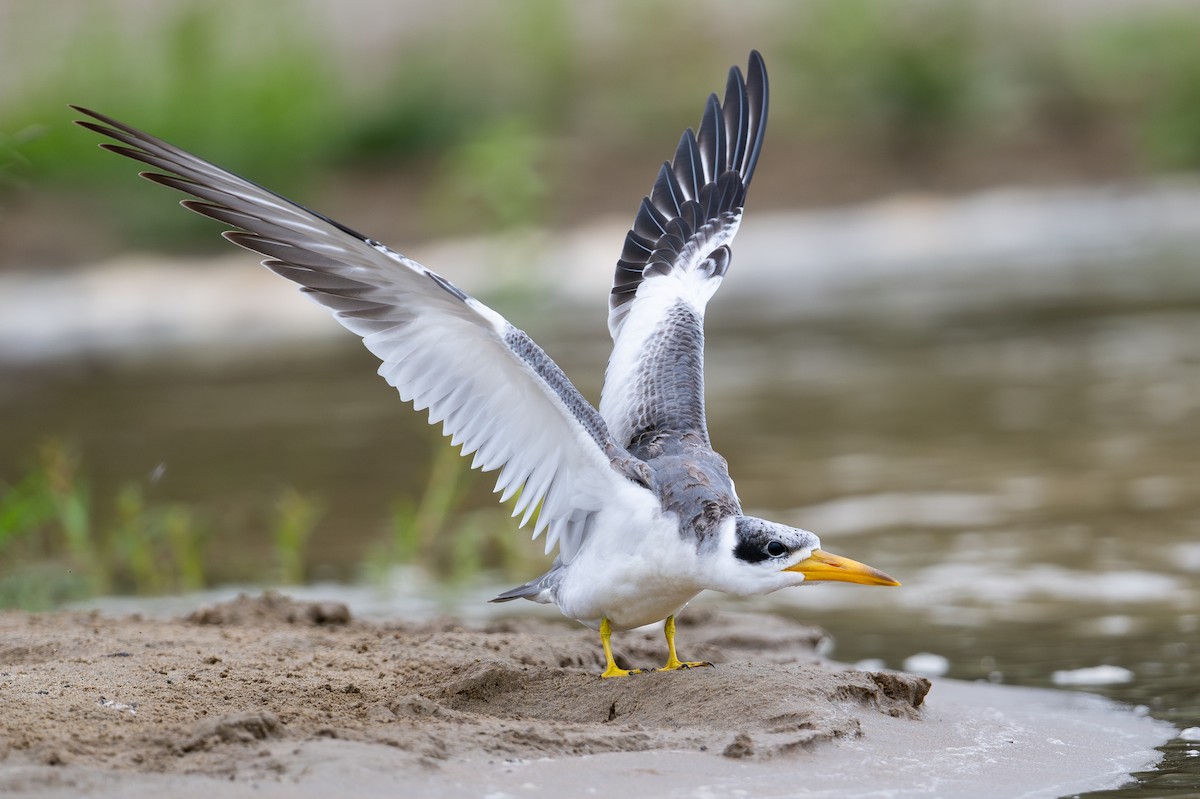 Large-billed Tern - ML643987159