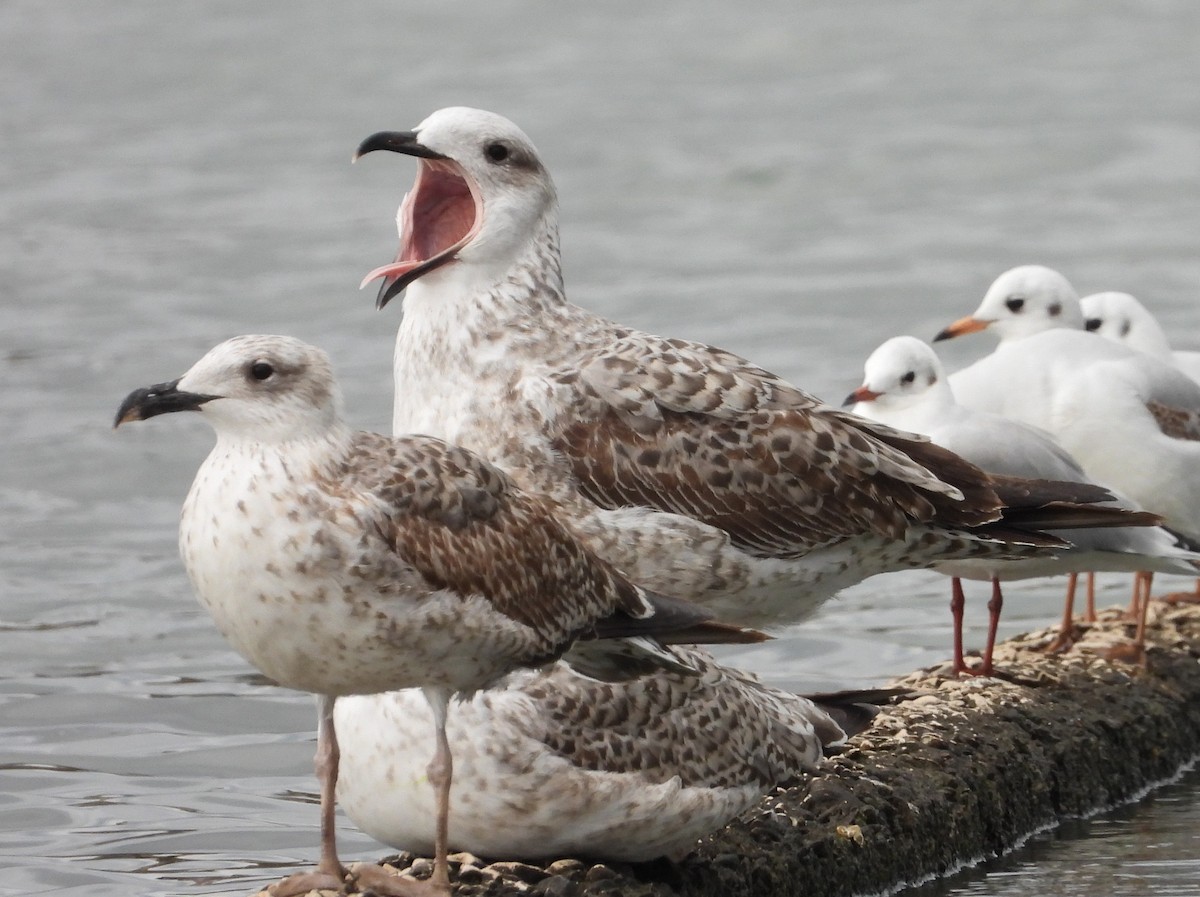 Yellow-legged Gull - ML643987164