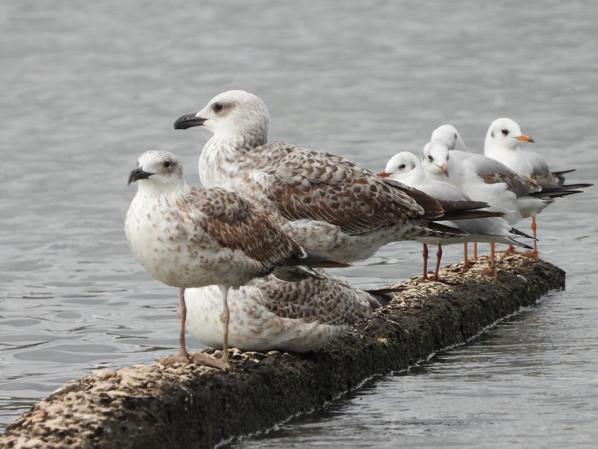 Yellow-legged Gull - ML643987165