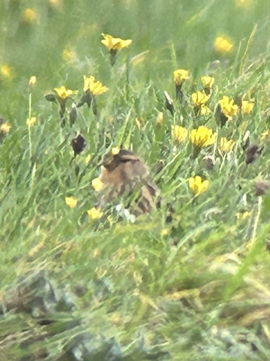 Twite - ML643987172