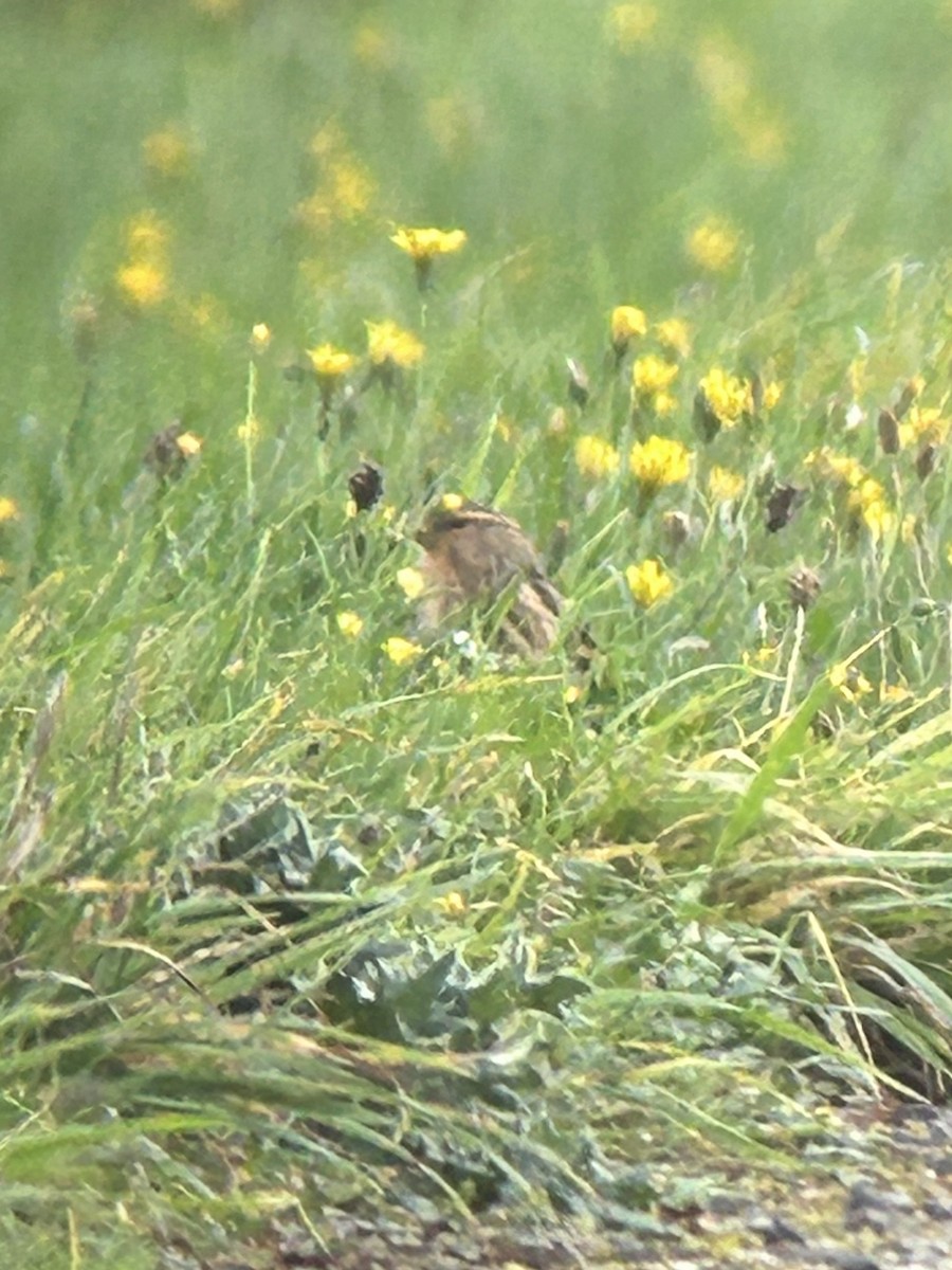 Twite - ML643987173