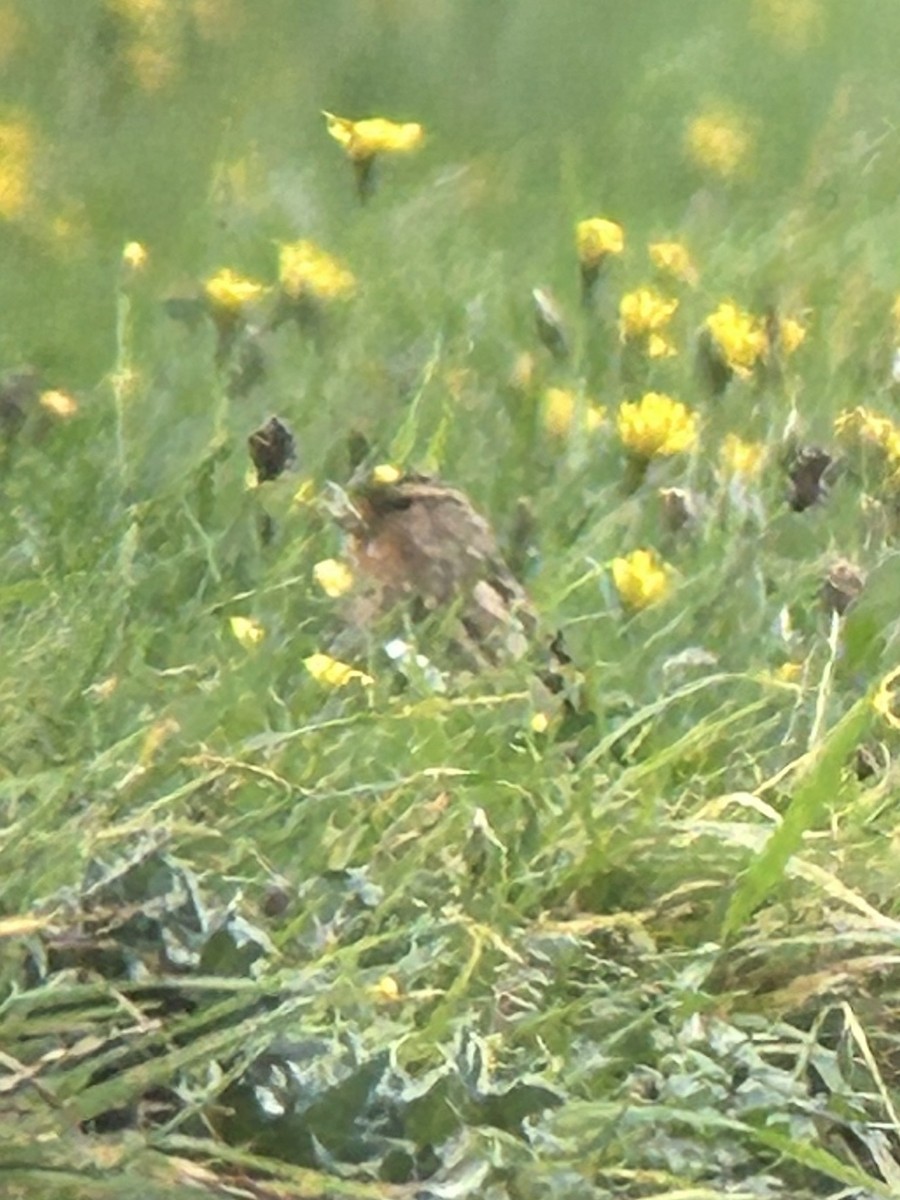 Twite - ML643987174