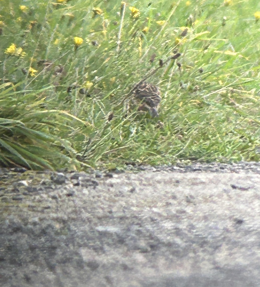 Twite - ML643987176