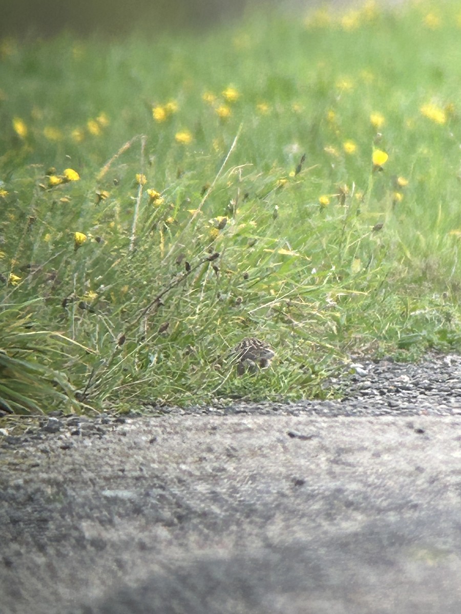 Twite - ML643987177