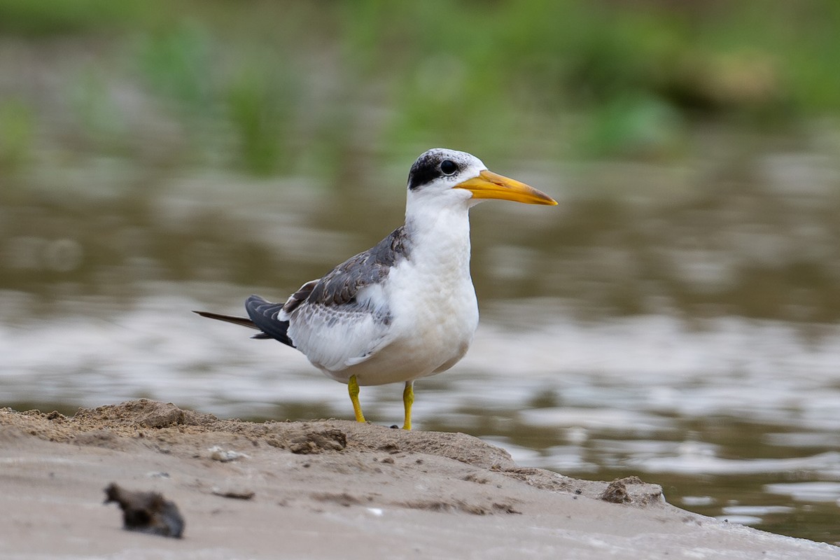 Large-billed Tern - ML643987181