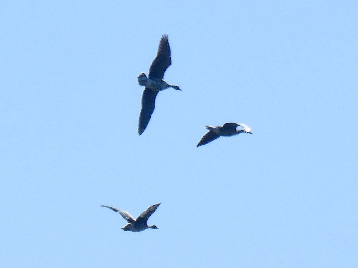 Greater White-fronted Goose - ML643987183