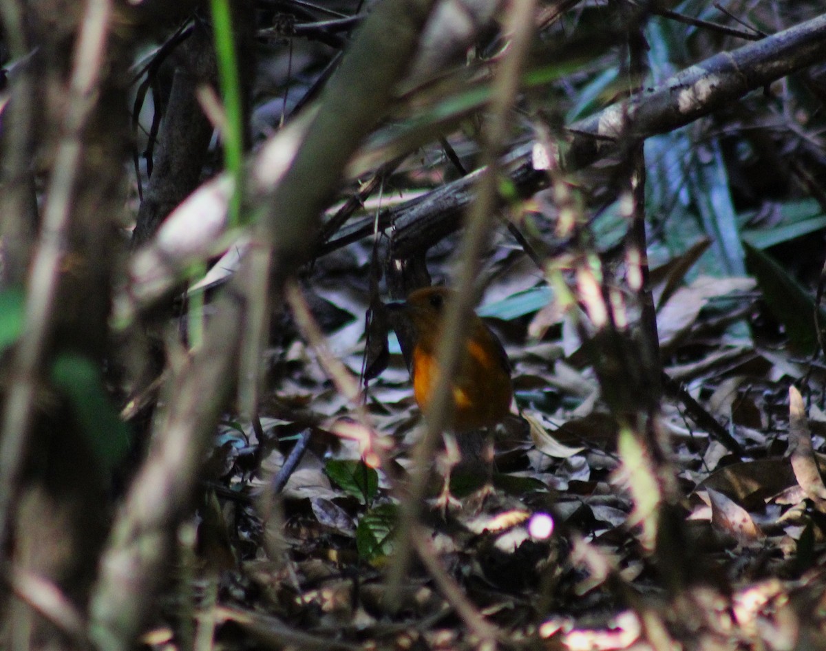 Orange-headed Thrush - ML643987184