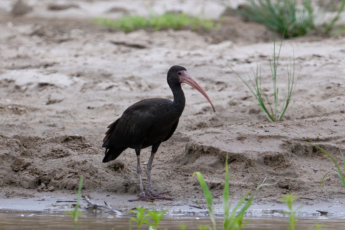 rødmaskeibis - ML643987209