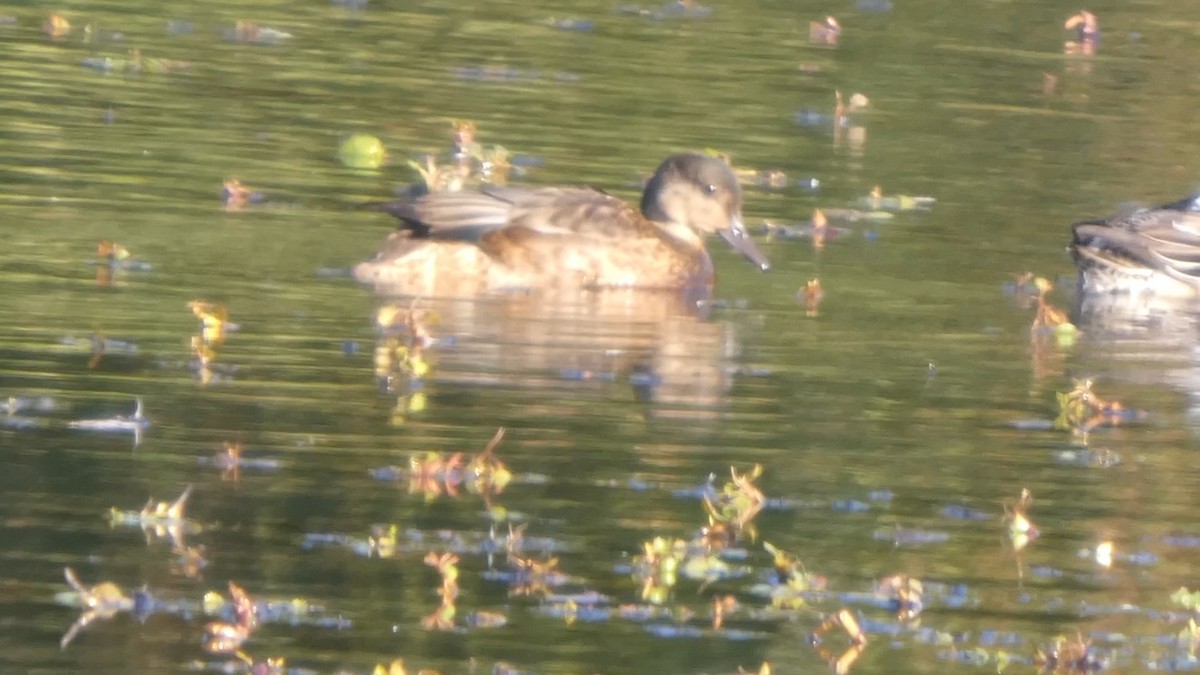 Falcated Duck - ML643987212