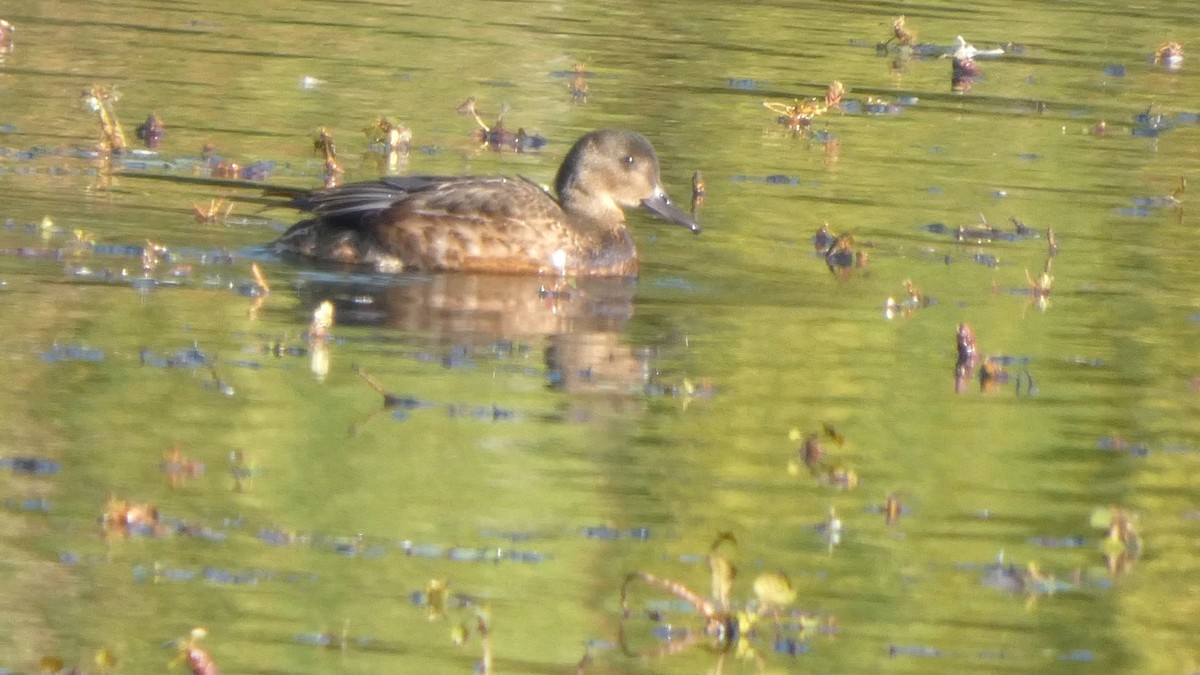 Falcated Duck - ML643987213